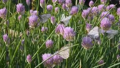蝴蝶坐在公园里的紫花上。 黑葡萄白孢子虫采集花蜜